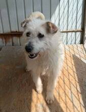 MONIA, Hund, Mischlingshund in Hausen