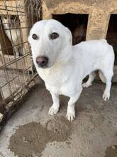 EVI, Hund, Mischlingshund in Nürnberg