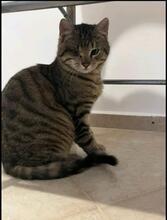 JAMIRO, Katze, Europäisch Kurzhaar-Mix in Langenhagen