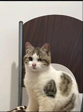 JAKOBY, Katze, Europäisch Kurzhaar-Mix in Langenhagen