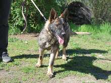 NAIROBI, Hund, Deutscher Schäferhund-Mix in Ungarn