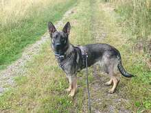 NAIROBI, Hund, Ostdeutscher Schäferhund/Malinois/Herder-Mix in Aschheim