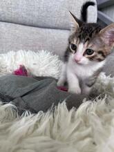 PIEP, Katze, Europäisch Kurzhaar Mix in Bulgarien