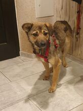 SILIA, Hund, Mischlingshund in Borna