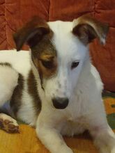 JANNI, Hund, Mischlingshund in Klötze