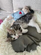 POOF, Katze, Europäisch Kurzhaar Mix in Bulgarien