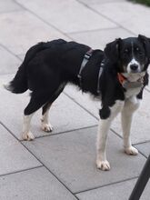 ZAZOU, Hund, Mischlingshund in Pollenfeld