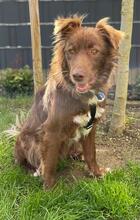 KINA, Hund, Mischlingshund in Linnich