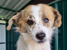 BANANA, Hund, Mischlingshund in Rumänien