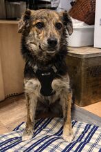 ENYA, Hund, Mischlingshund in Markranstädt