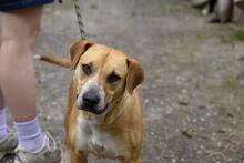 LILLI, Hund, Mischlingshund in Italien