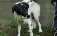 EZRA, Hund, Hütehund-Mix in Bruckmühl