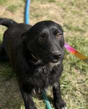 SZEPLO, Hund, Mischlingshund in Ungarn