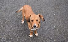 GINGER, Hund, Mischlingshund-Ggf. Dackel-Mix in Bergen