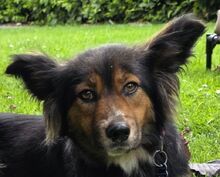 SALOME, Hund, Mischlingshund in Leichlingen