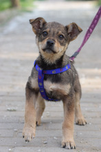 MELITTA, Hund, Mischlingshund in Lohmar