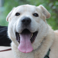 YUKKA, Hund, Mischlingshund in Ungarn