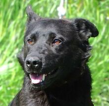 KLARA, Hund, Mischlingshund in Rumänien