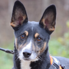 ZERO, Hund, Mischlingshund in Ungarn