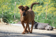 LATTE, Hund, Mischlingshund in Ungarn