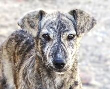 TIGRA, Hund, Mischlingshund in Rumänien