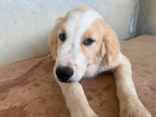 LELLE, Hund, Mischlingshund in Italien