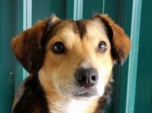 BIXBY, Hund, Mischlingshund in Rumänien