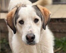 LEOPOLD, Hund, Mischlingshund in Aerzen