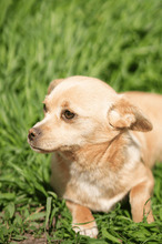 AILEEN, Hund, Mischlingshund in Rumänien