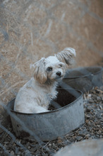 SAVONA, Hund, Bichon-Mischling in Rumänien