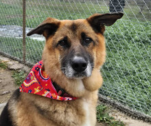 PANOULIS, Hund, Mischlingshund in Griechenland
