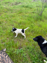 MIMI, Hund, Mischlingshund in Rumänien