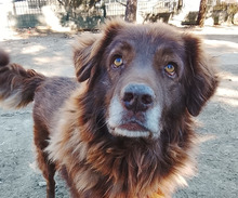 BOBO, Hund, Mischlingshund in Griechenland