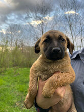 TARTA, Hund, Mischlingshund in Rumänien