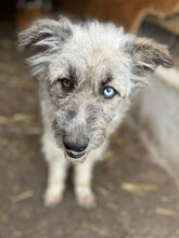 ELARA, Hund, Mischlingshund in Rumänien
