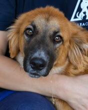 KINUCCIO, Hund, Malinois-Mix in Italien