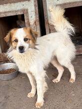 SPENCER, Hund, Mischlingshund in Lauf
