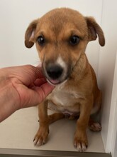 PACO, Hund, Mischlingshund in Rumänien