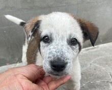 PATCH, Hund, Mischlingshund in Rumänien