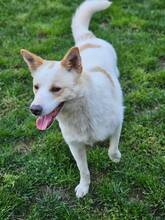 ZIPPY, Hund, Mischlingshund in Rumänien