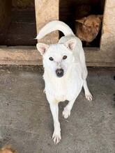 SNOWWHITE, Hund, Mischlingshund in Rumänien
