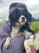 ISIDORO, Hund, Cavalier King Charles Spaniel-Mix in Boxberg