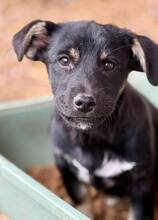 ELOISE, Hund, Mischlingshund in Rumänien