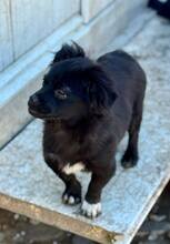 EDWINA, Hund, Mischlingshund in Rumänien