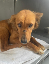 PINJA, Hund, Mischlingshund in Rumänien