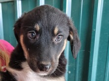 MILLA, Hund, Mischlingshund in Rumänien