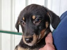 MAIGA, Hund, Mischlingshund in Rumänien