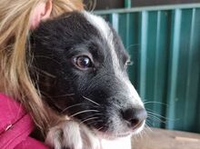 MALLIK, Hund, Mischlingshund in Rumänien