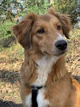 MOGLI, Hund, Mischlingshund in Würzburg