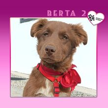 BERTA2, Hund, Mischlingshund in Bulgarien